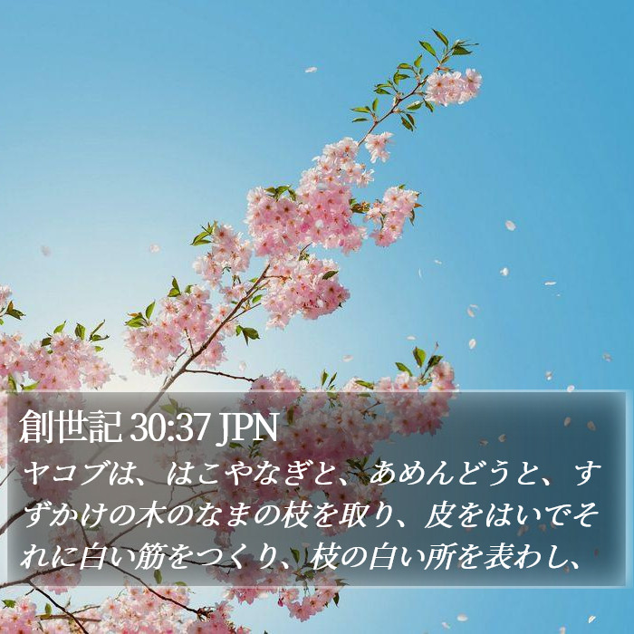 創世記 30:37 JPN Bible Study