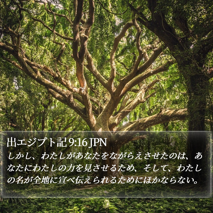 出エジプト記 9:16 JPN Bible Study