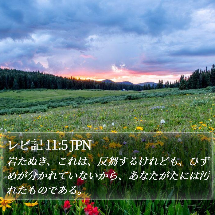 レビ記 11:5 JPN Bible Study