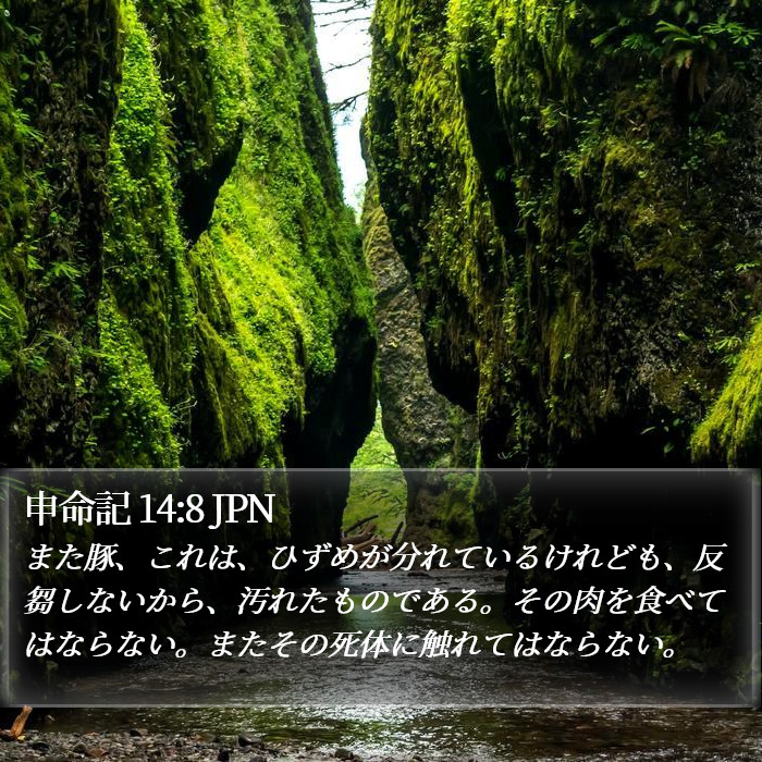 申命記 14:8 JPN Bible Study