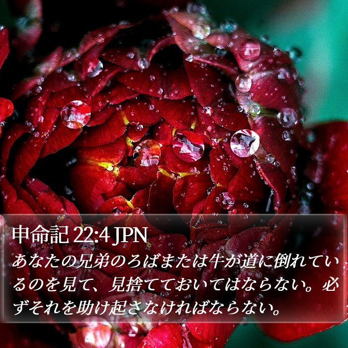 申命記 22:4 JPN Bible Study