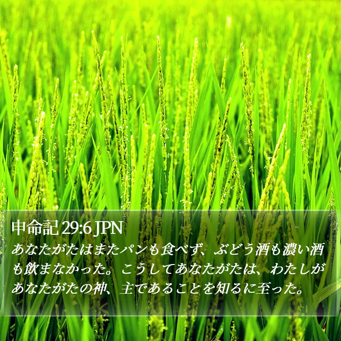 申命記 29:6 JPN Bible Study