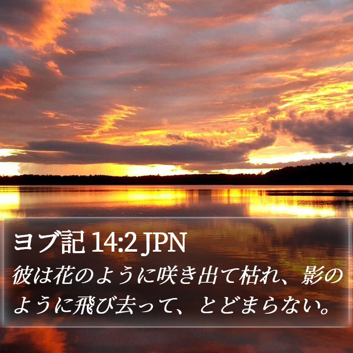 ヨブ記 14:2 JPN Bible Study