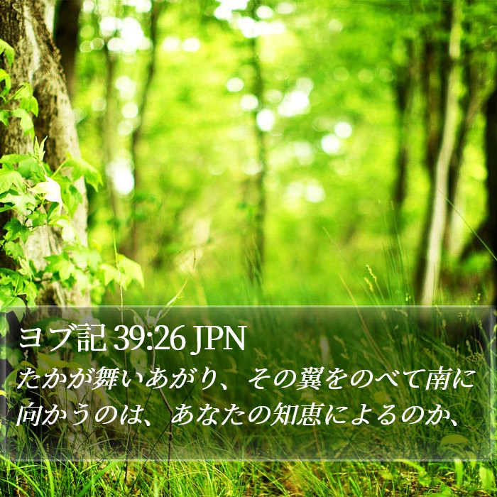 ヨブ記 39:26 JPN Bible Study